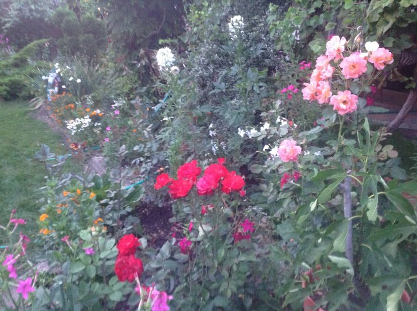  - Trandafiri 2017 in gradi