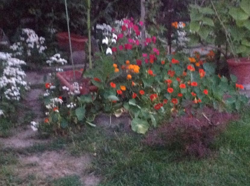  - Trandafiri 2017 in gradi