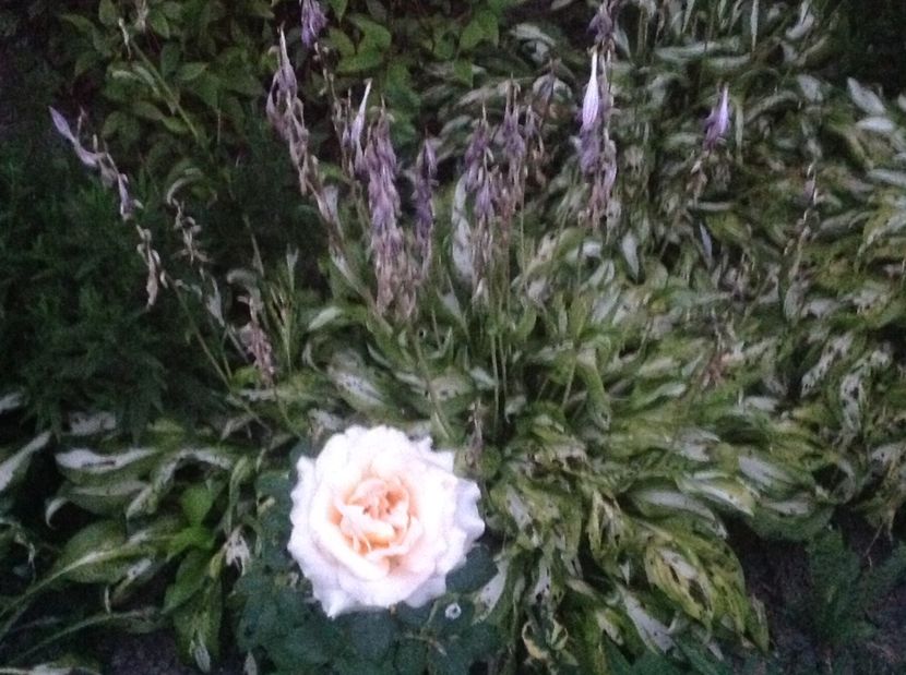  - Trandafiri 2017 in gradi