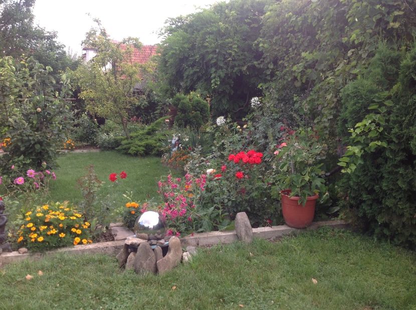  - Trandafiri 2017 in gradi