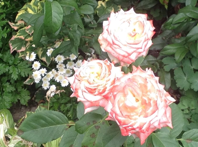  - Trandafiri 2017 in gradi