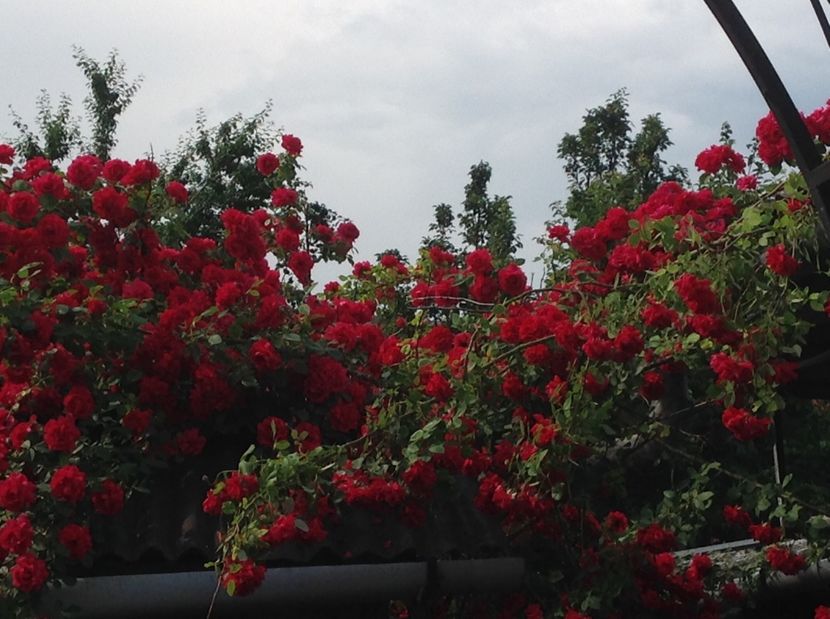  - Gradina de flori 2017