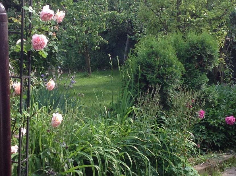  - Gradina de flori 2017