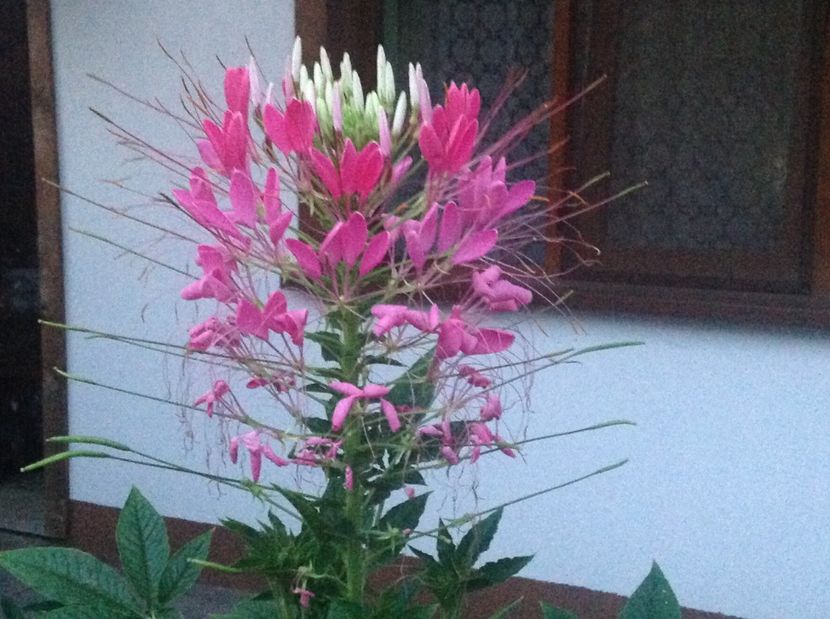  - Cleome 2017