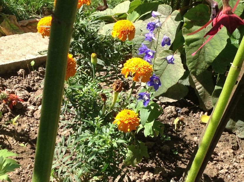  - Delphinium un nou inceput