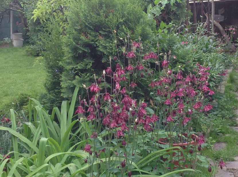  - Caldaruse Columbine