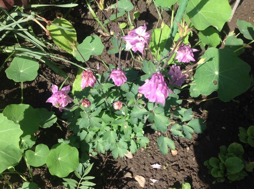  - Caldaruse Columbine