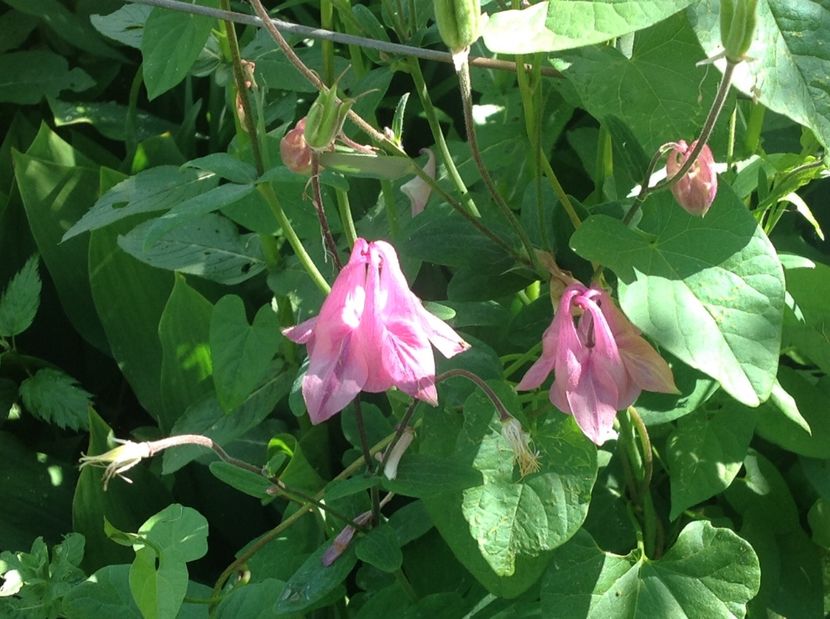  - Caldaruse Columbine