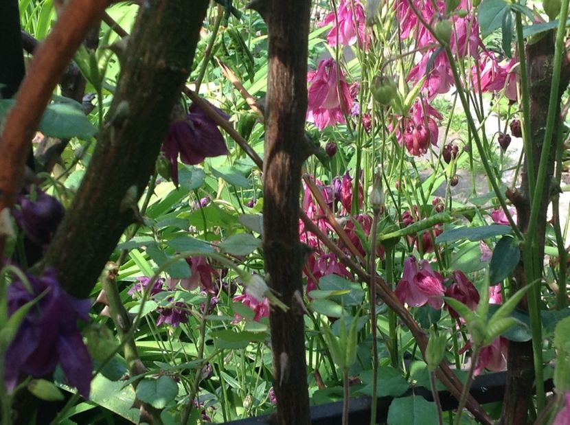  - Caldaruse Columbine