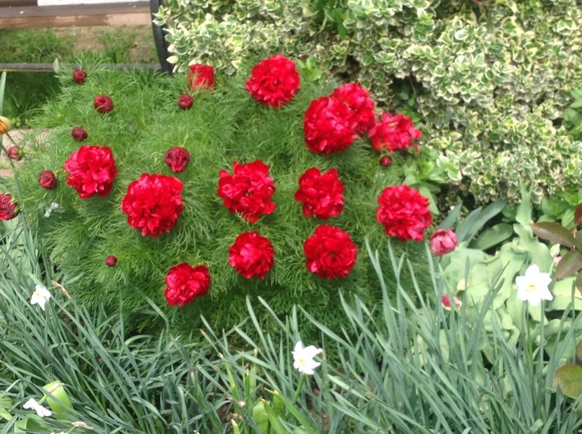  - Bujori de Stepa paeonia tenuifolia rubra plena