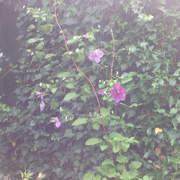  - Clematis 2017
