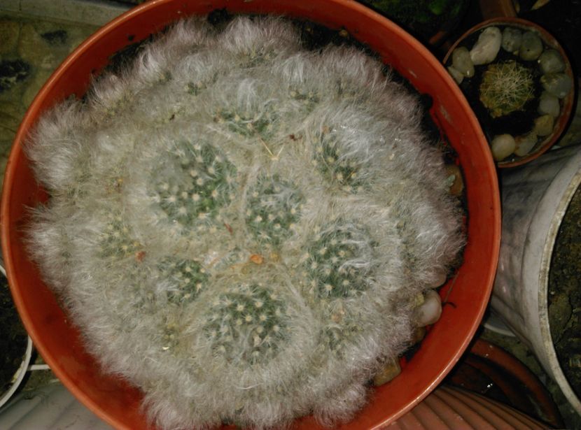  - Cactusi si suculente 2017
