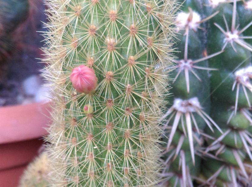  - Cactusi si suculente 2017