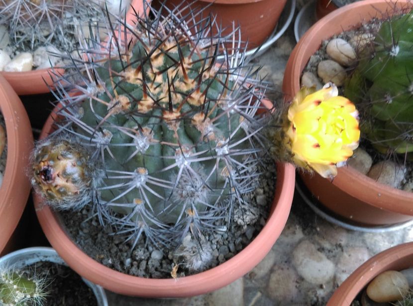  - Cactusi si suculente 2017