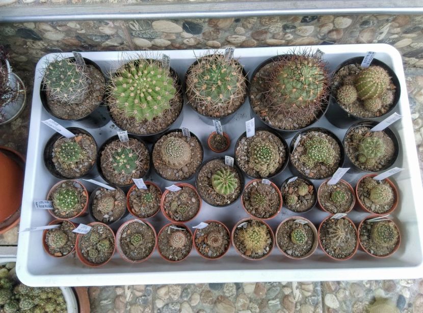  - Cactusi si suculente 2017