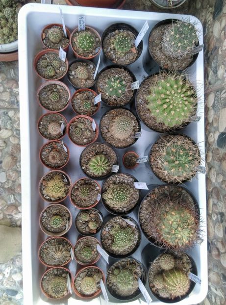  - Cactusi si suculente 2017