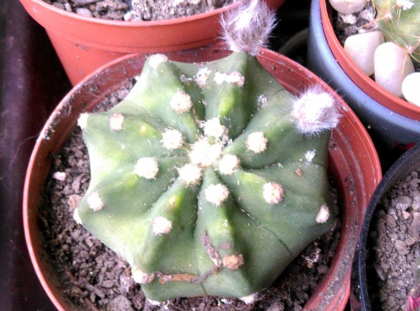  - Cactusi si suculente 2017