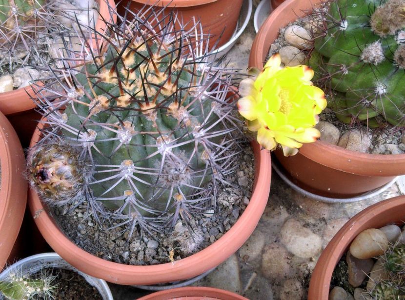  - Cactusi si suculente 2017