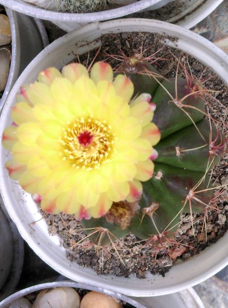  - Cactusi si suculente 2017