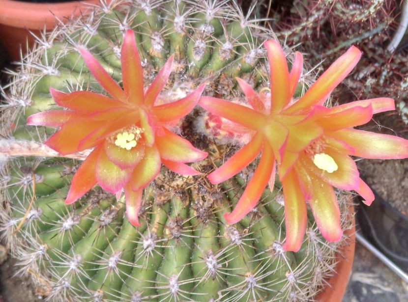  - Cactusi si suculente 2017