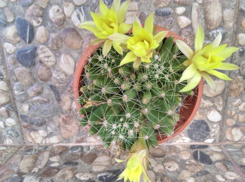  - Cactusi si suculente 2017