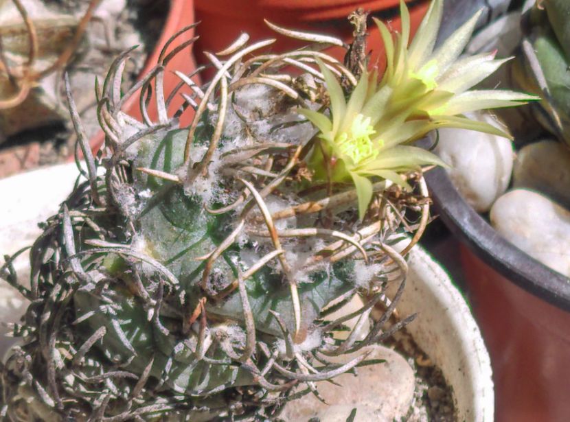  - Cactusi si suculente 2017