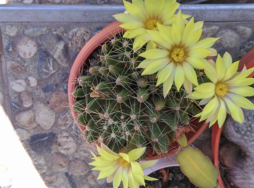  - Cactusi si suculente 2017