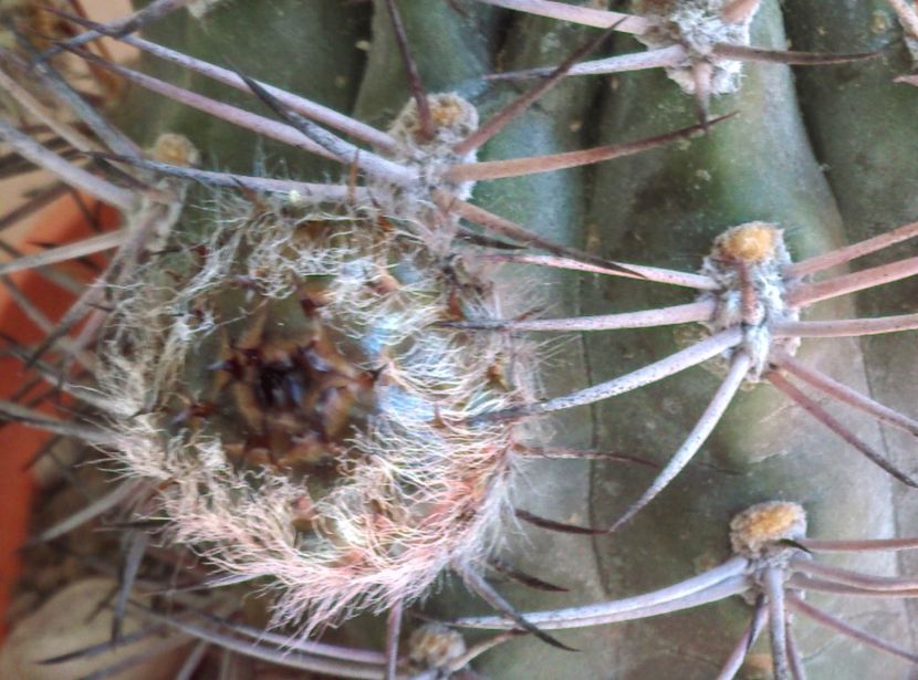  - Cactusi si suculente 2017