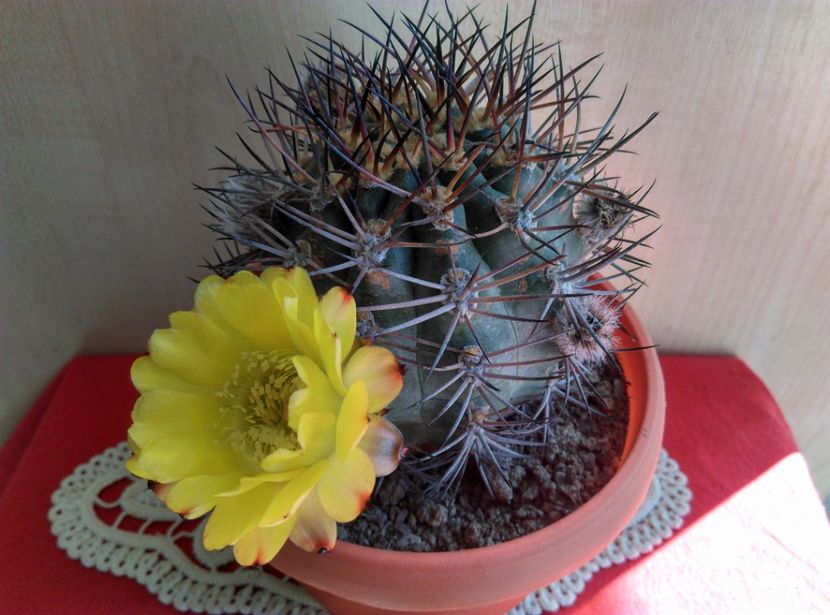  - Cactusi si suculente 2017