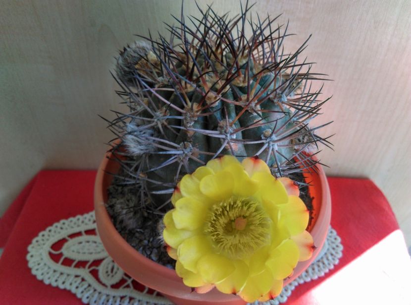  - Cactusi si suculente 2017