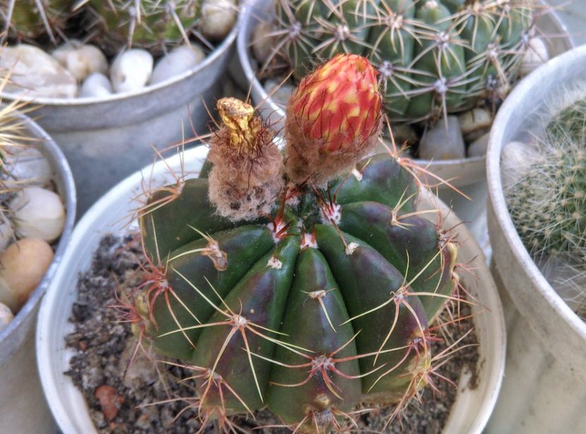  - Cactusi si suculente 2017