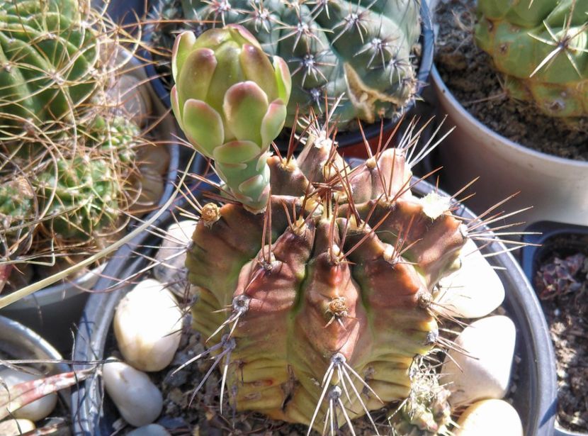  - Cactusi si suculente 2017
