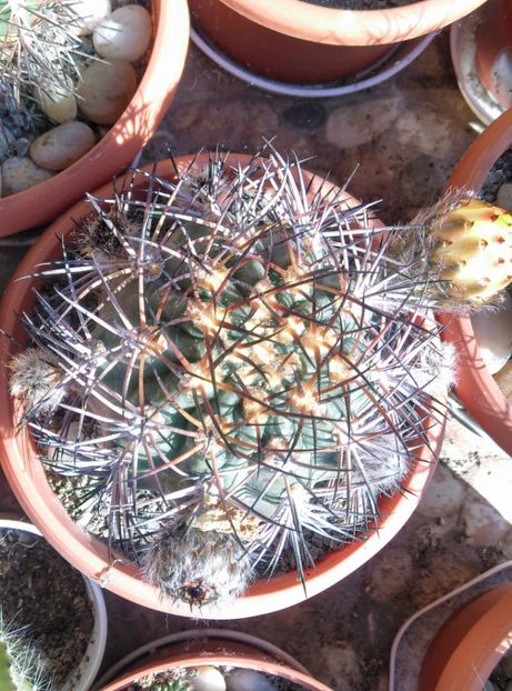  - Cactusi si suculente 2017