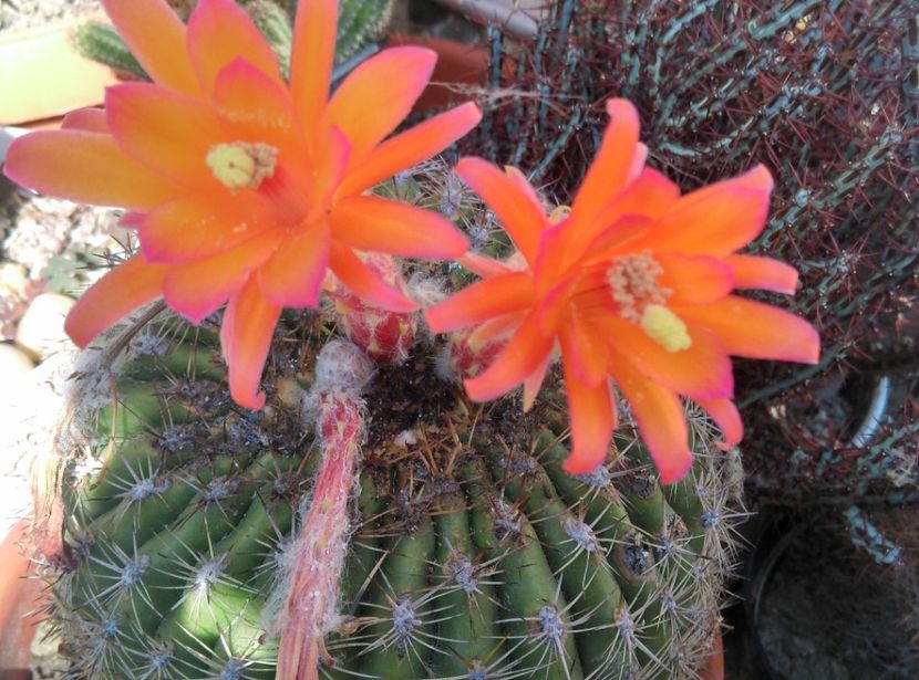  - Cactusi si suculente 2017