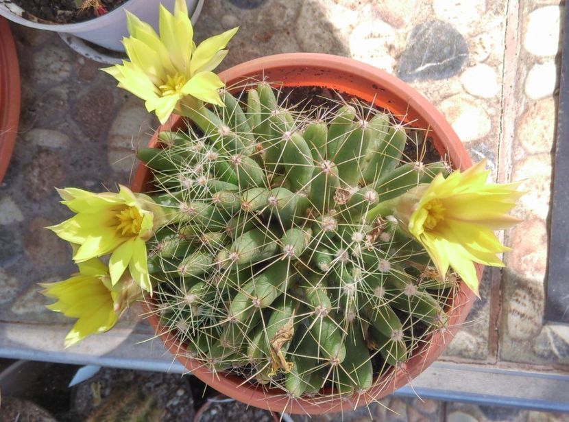  - Cactusi si suculente 2017
