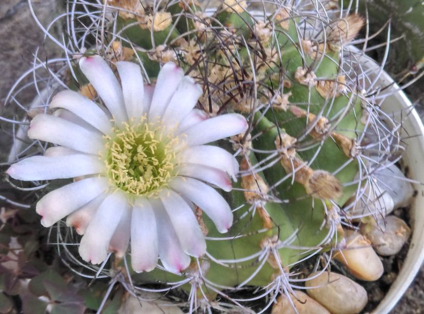  - Cactusi si suculente 2017