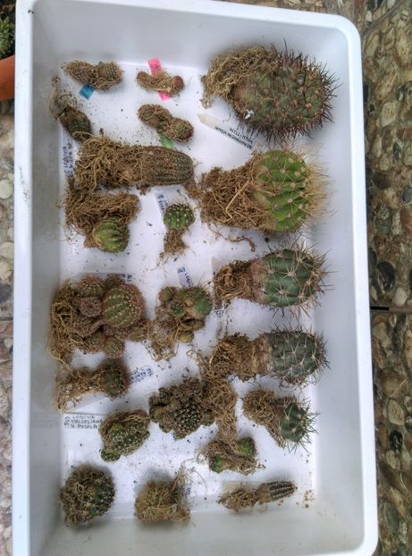  - Cactusi si suculente 2017