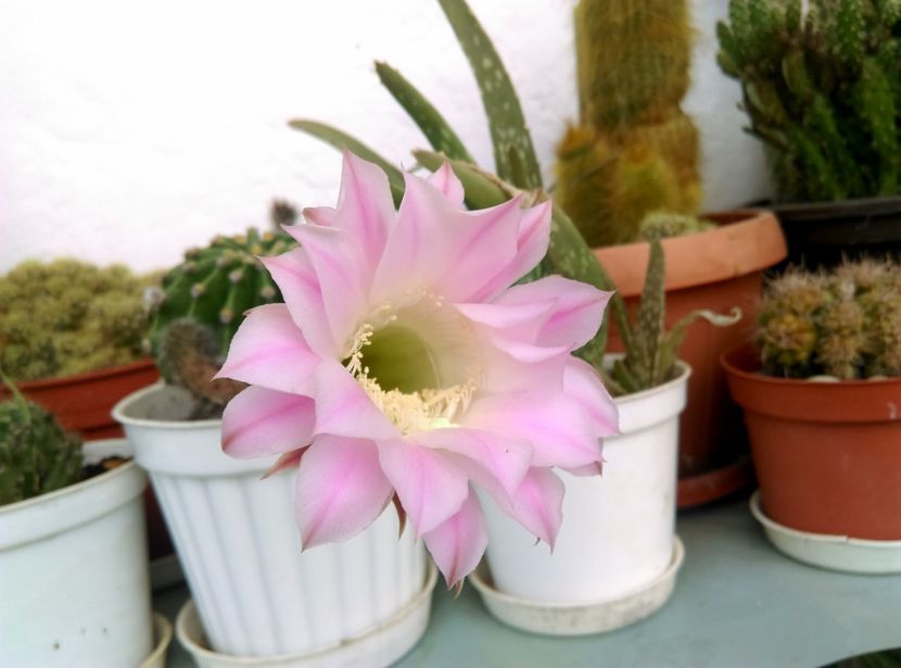  - Cactusi si suculente 2017