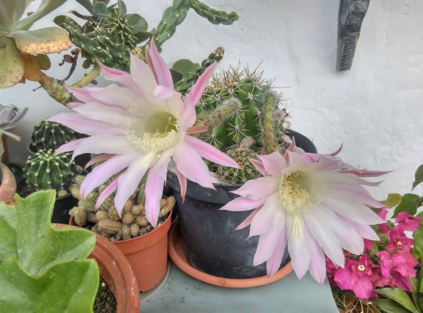  - Cactusi si suculente 2017