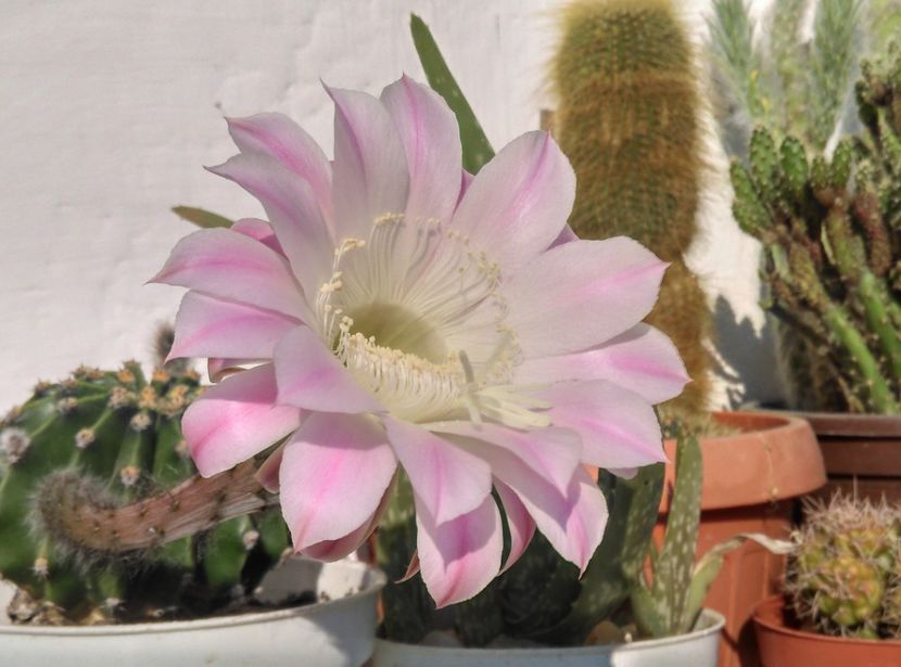  - Cactusi si suculente 2017