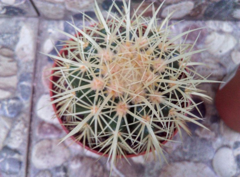  - Cactusi si suculente 2017