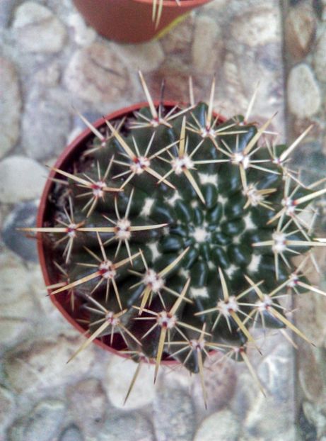  - Cactusi si suculente 2017