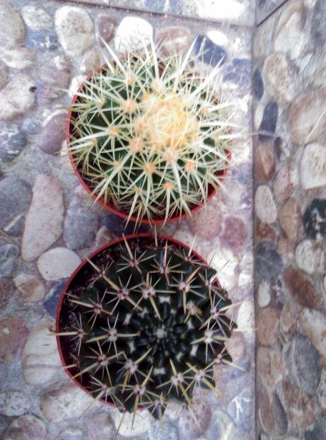  - Cactusi si suculente 2017