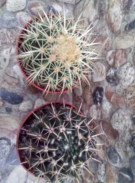  - Cactusi si suculente 2017