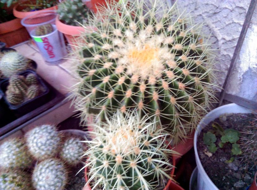  - Cactusi si suculente 2017