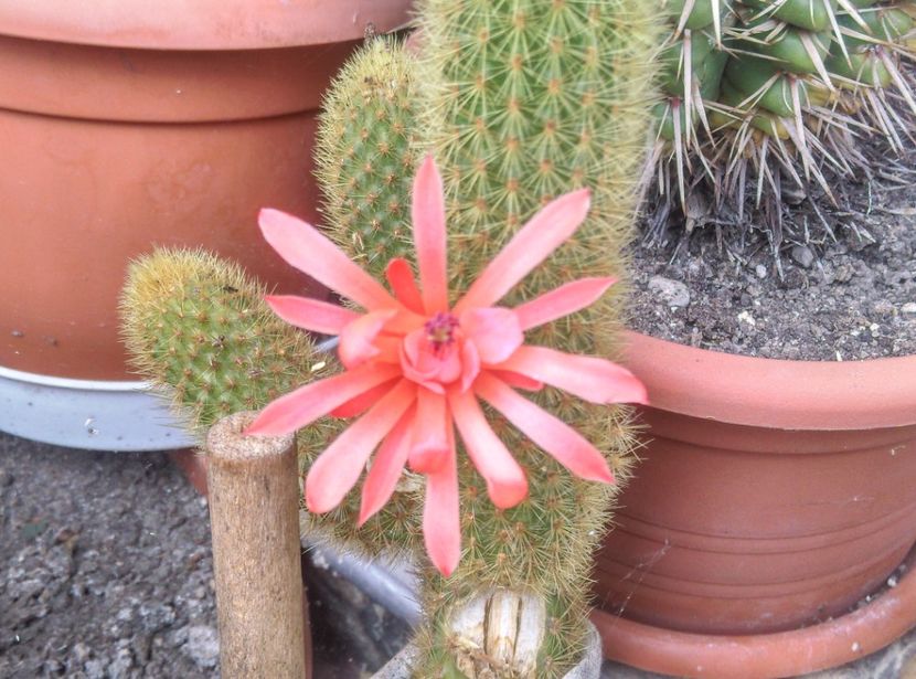  - Cactusi si suculente 2017