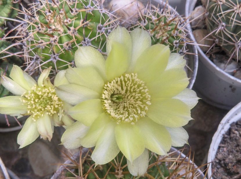  - Cactusi si suculente 2017