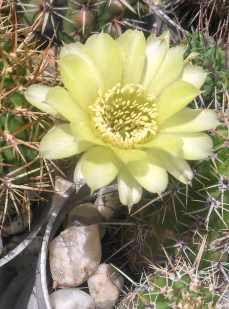  - Cactusi si suculente 2017