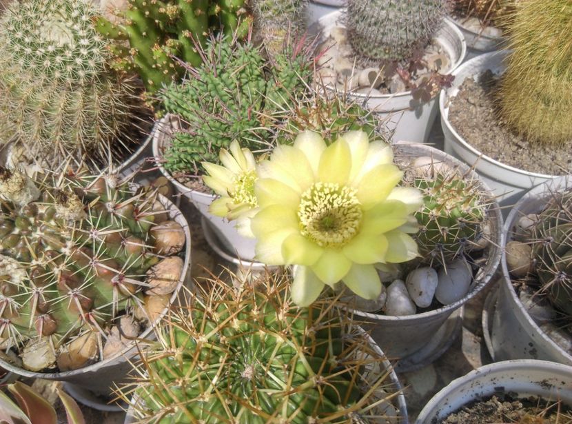  - Cactusi si suculente 2017