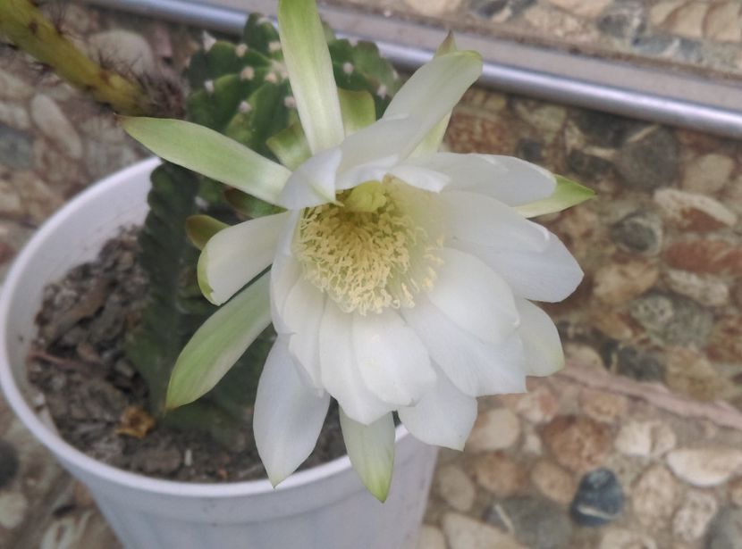  - Cactusi si suculente 2017
